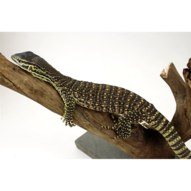 CB Argus Monitor
