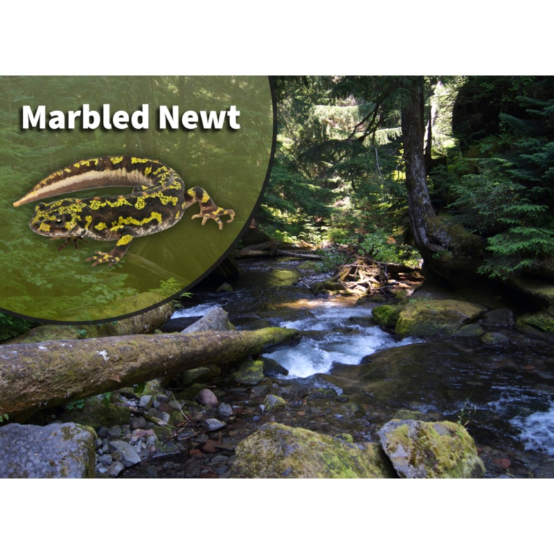 Marbled Newt (Triturus marmoratus) Bioactive Vivarium Kit 10 Gallon
