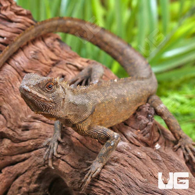 Mophead iguanas(Uranoscodon superciliosus) For Sale