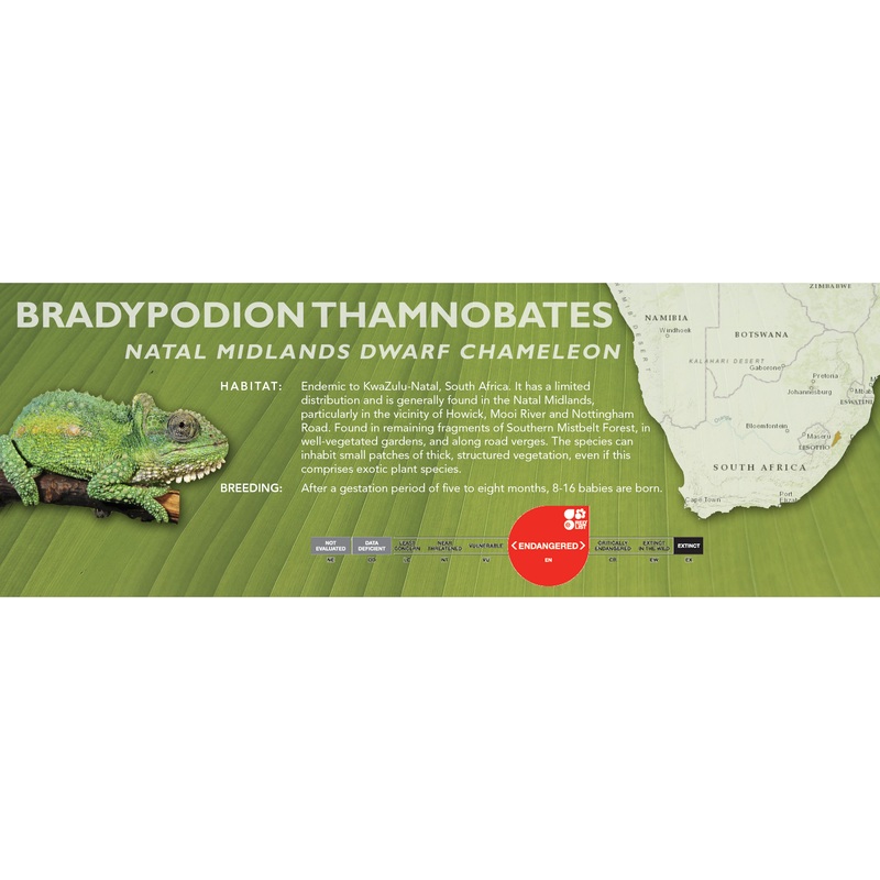 Natal Midlands Dwarf Chameleon (Bradypodion thamnobates) Classic Vivarium Label