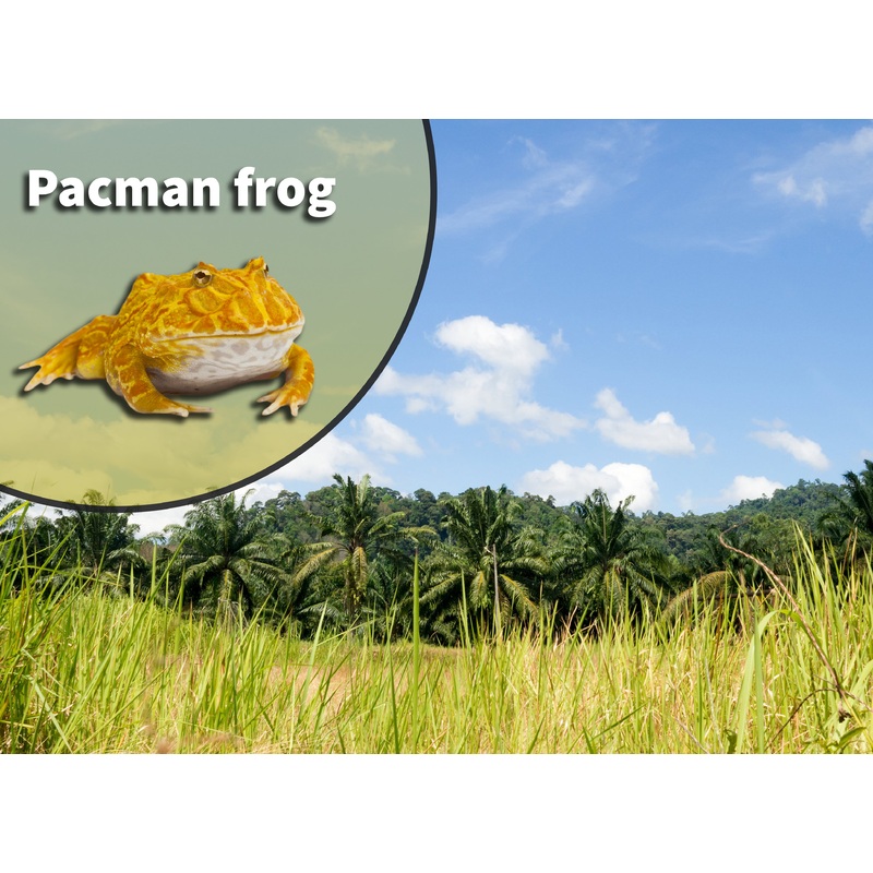 Pac Man Frog (Ceratophrys species) Bioactive Vivarium Kit 10 gallon