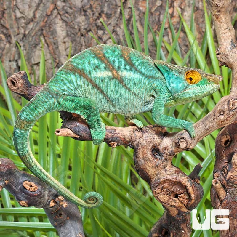 Parsons Chameleons (Calumma parsonii)For Sale