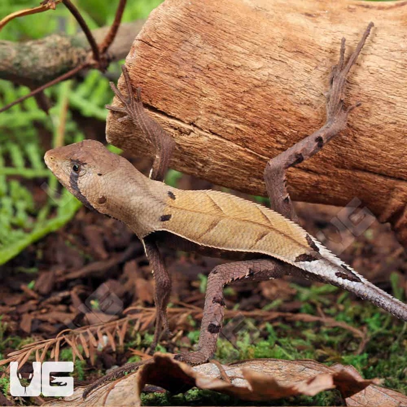 Peruvian Dead Leaf Lizards (Stenocercus fimbriatus)For Sale