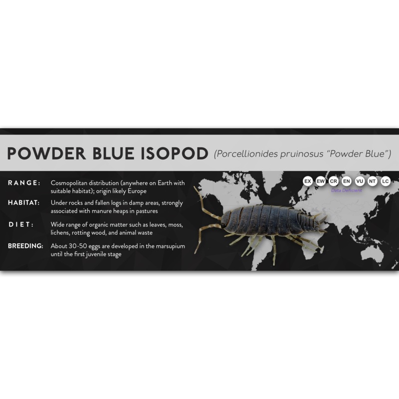 Powder Blue Isopod (Porcellionides pruinosus) – X Label Powder Blue Regular Size (7″ x 2.5″) Laminated Paper