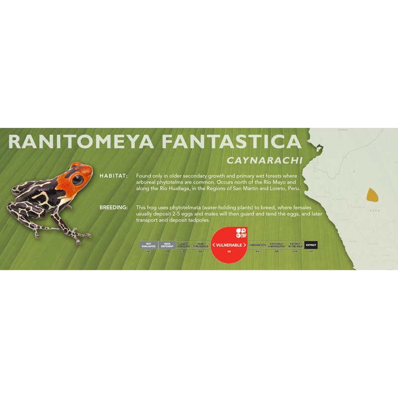 Ranitomeya fantastica – Classic Vivarium Label Caynarachi