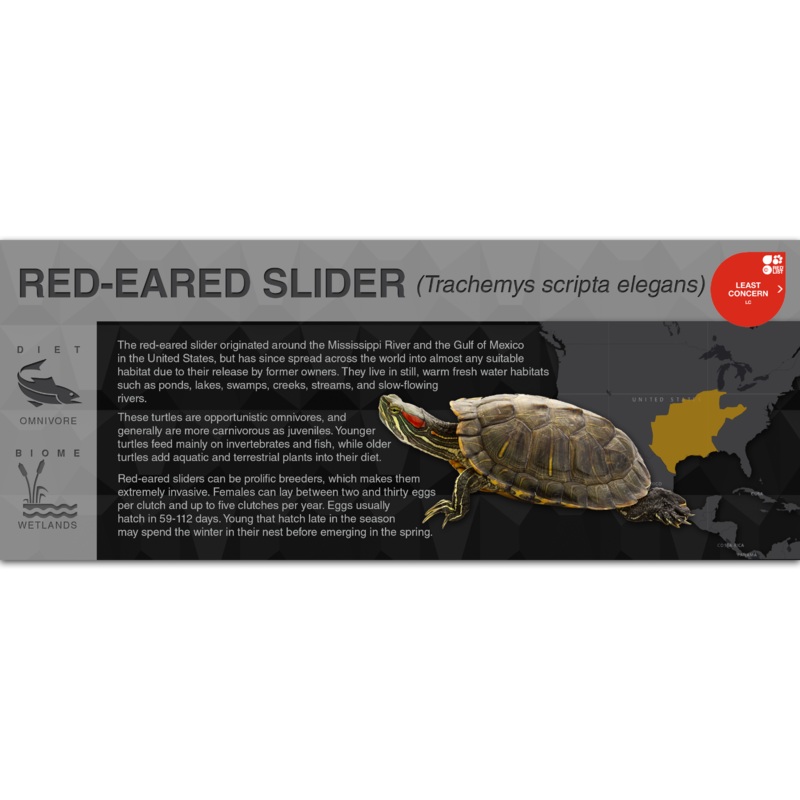 Red-Eared Slider (Trachemys scripta elegans) – Black Series Vivarium Label Black