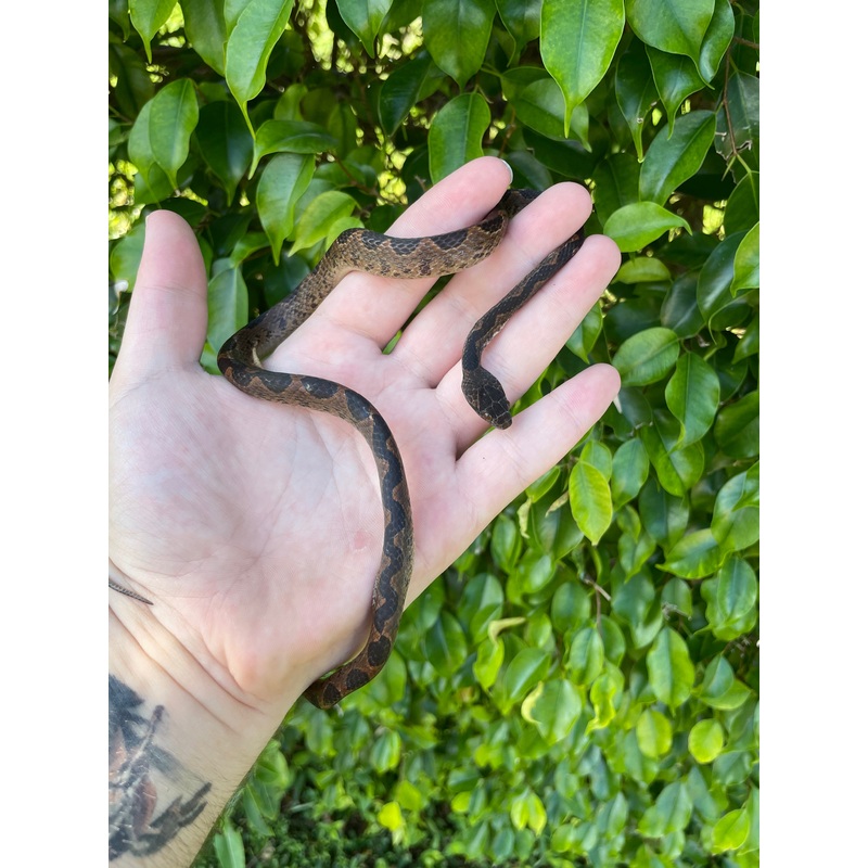 Suriname Cat Eyed Snake