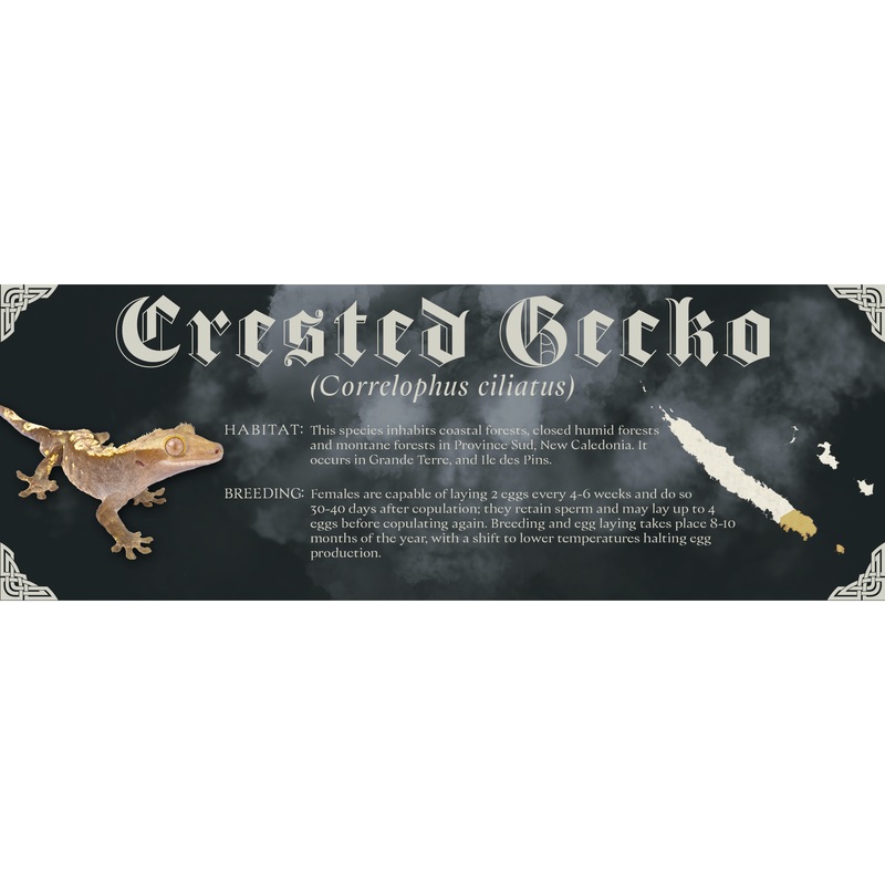 The Dark Mark – Gothic Style Special Edition Halloween Vivarium Label African Fat-Tailed Gecko