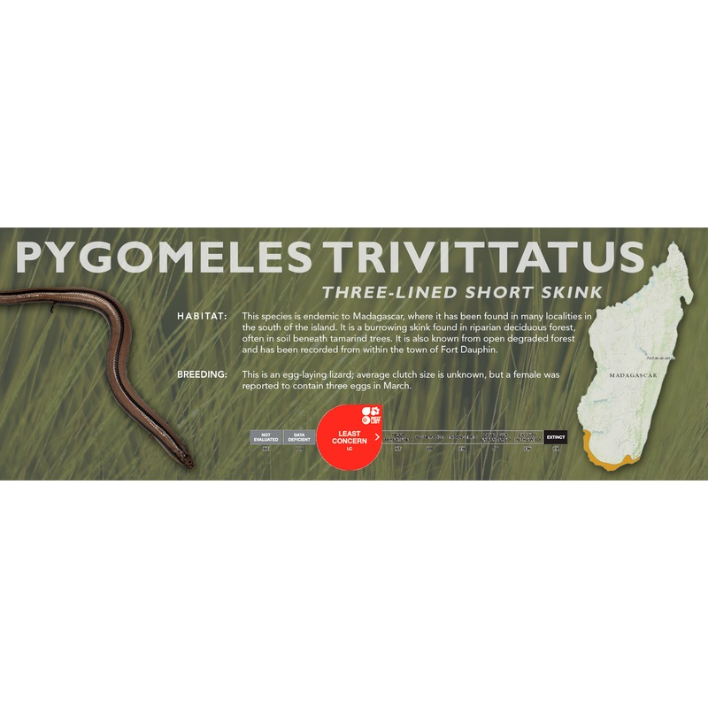 Three-lined Short Skink (Pygomeles trivittatus) Classic Vivarium Label