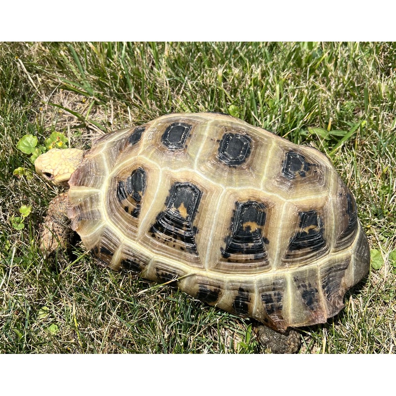 Adult Spekes Hingeback Tortoise (Female)