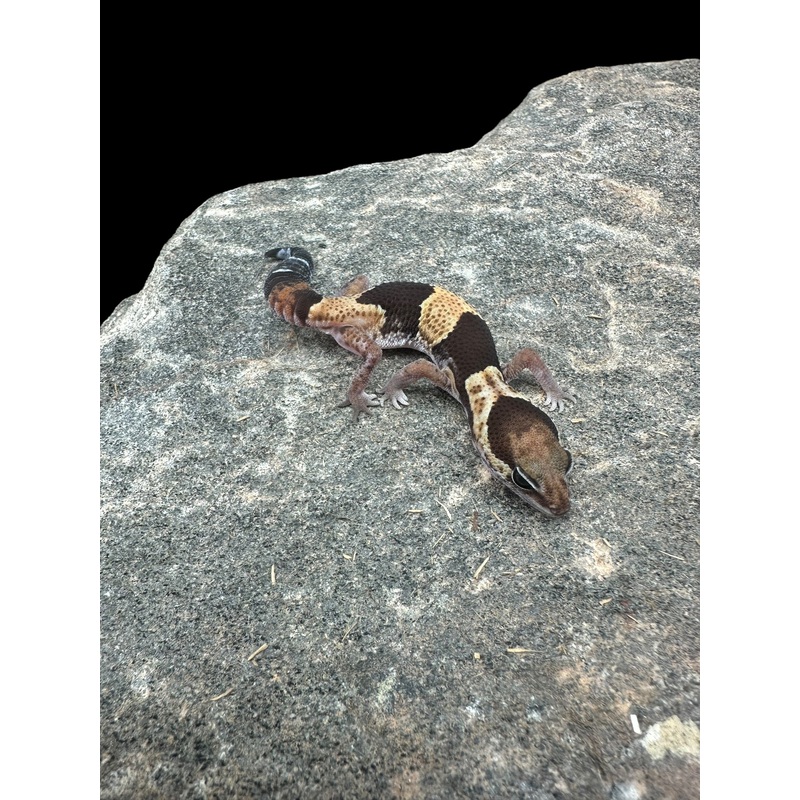 African Fat Tail Gecko (Het Caramel Oreo Zulu Poss Het Patternless)