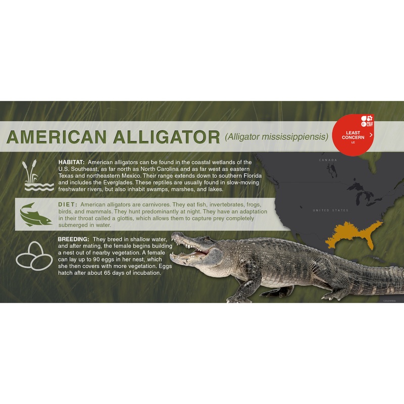 American Alligator (Alligator mississippiensis) – Aluminum Sign No SmartShield
