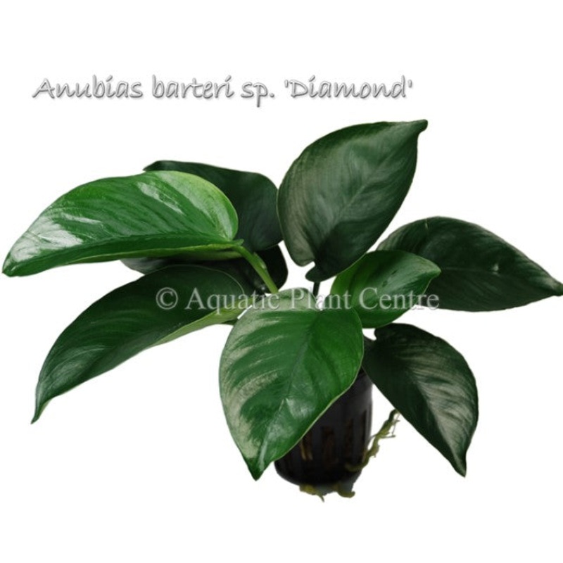 Anubias barteri Diamond