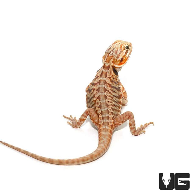 Baby Blue Bar Silky Bearded Dragons For Sale