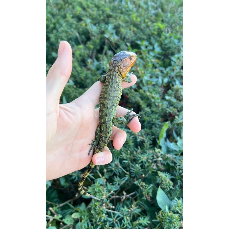 Baby Caiman Lizard