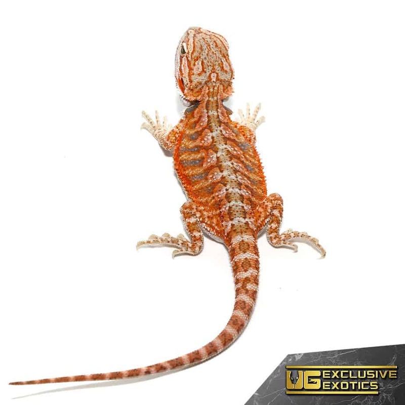 Baby Hypo Tangerine Dream Bearded Dragons For Sale