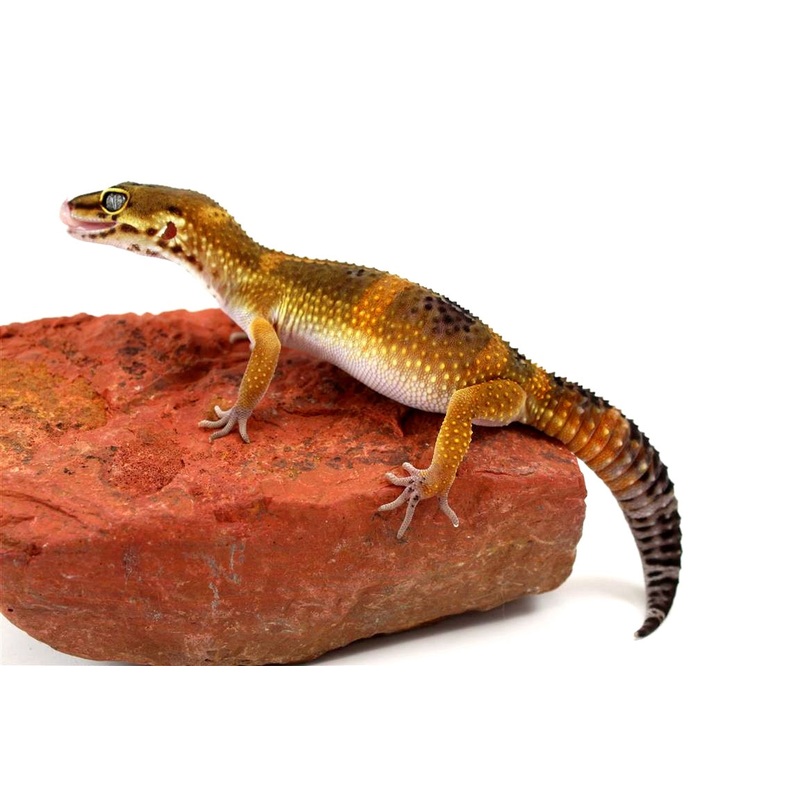 Black Night Mandarin Leopard Gecko