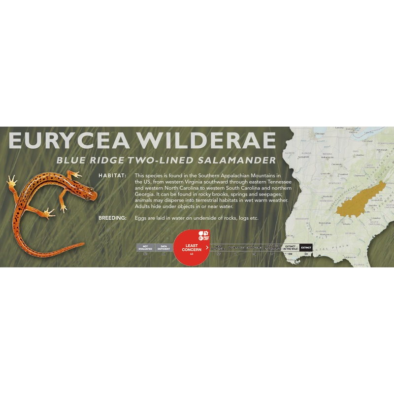 Blue Ridge Two-Lined Salamander (Eurycea wilderae) – Classic Vivarium Label
