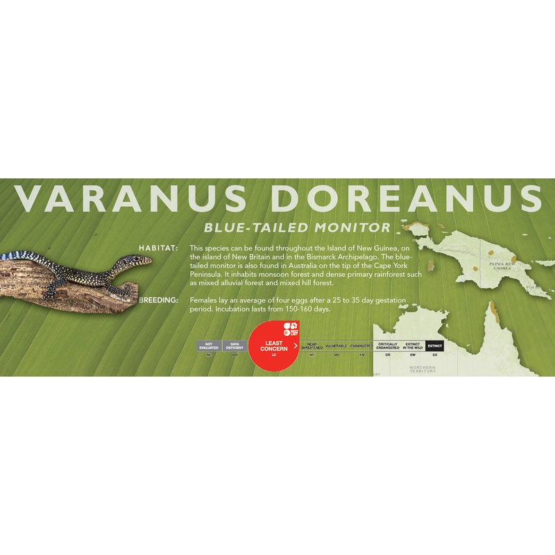 Blue-Tailed Monitor (Varanus doreanus) Classic Vivarium Label