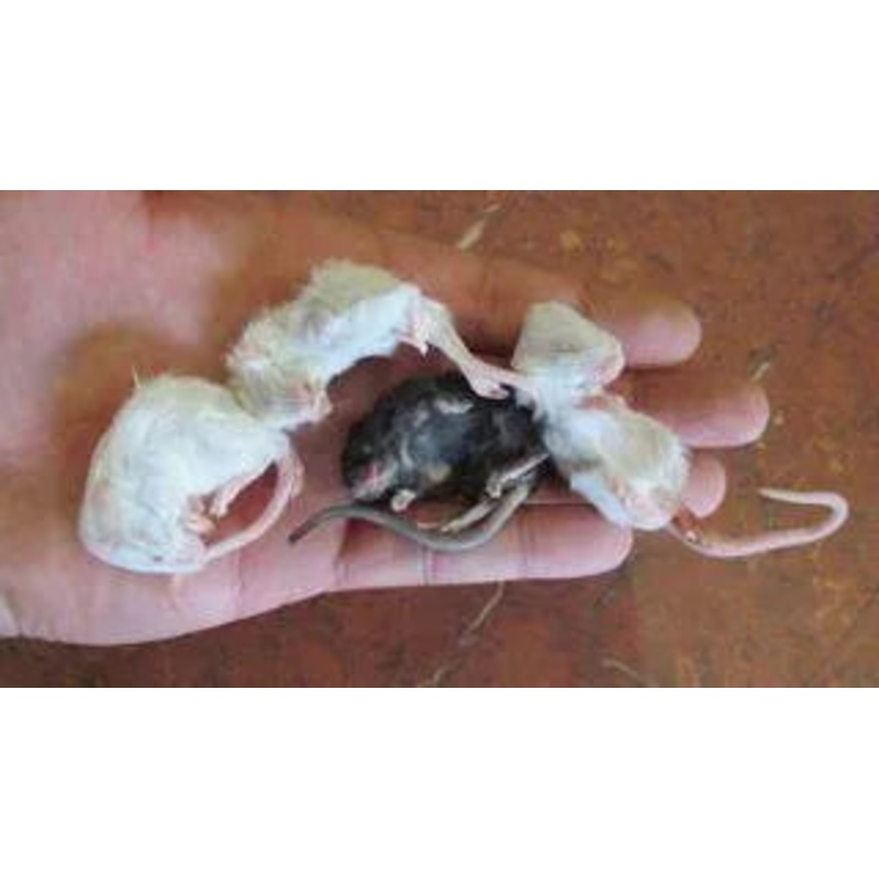 Bulk Frozen Weaner Mice (100)