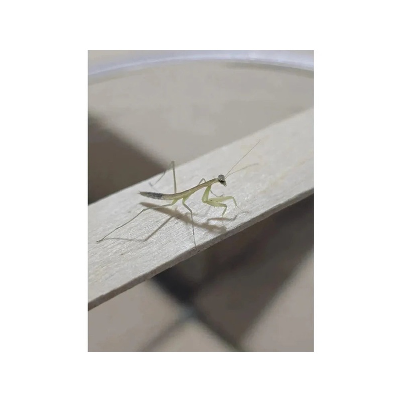 Chinese Praying Mantis (Tenodera sinensis) Free Shipping
