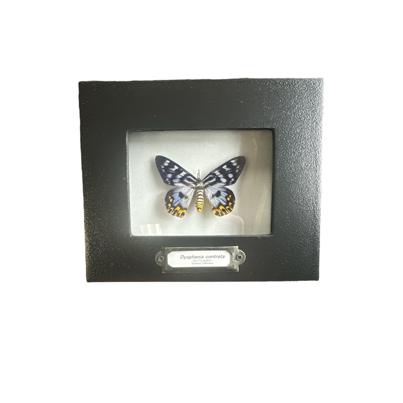 Day Flying Moth (Dysphania contrata or transducta) – 2×3″ Frame