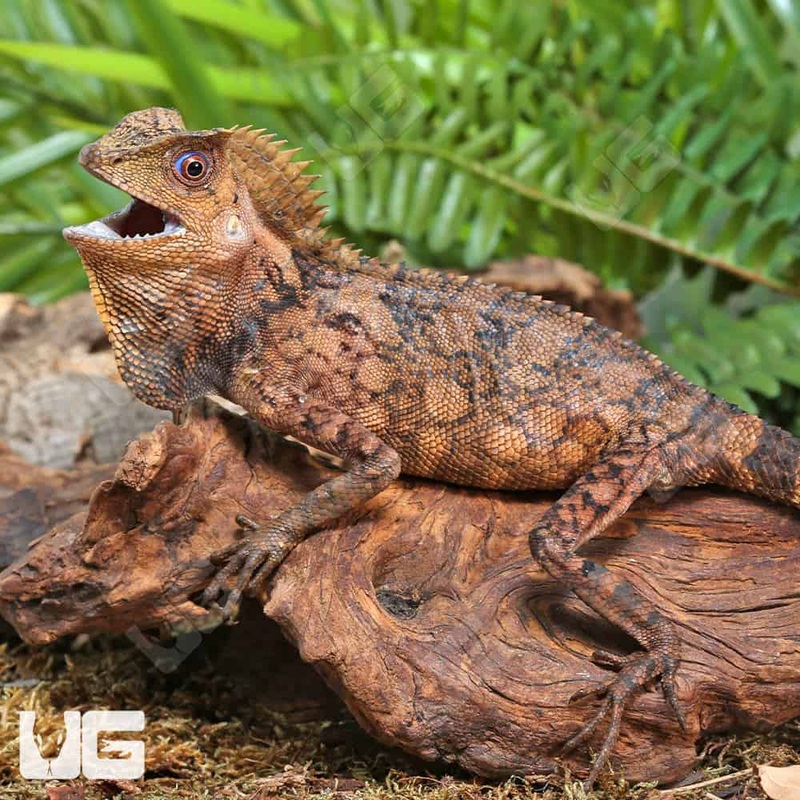 Kuhl’s Anglehead Lizards(Gonocephalus kuhlii) For Sale