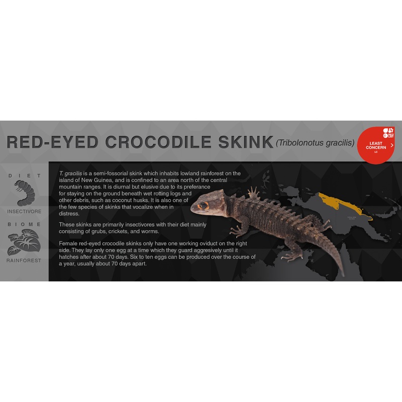 Red-Eyed Crocodile Skink (Tribolonotus gracilis) – Black Series Vivarium Label Black