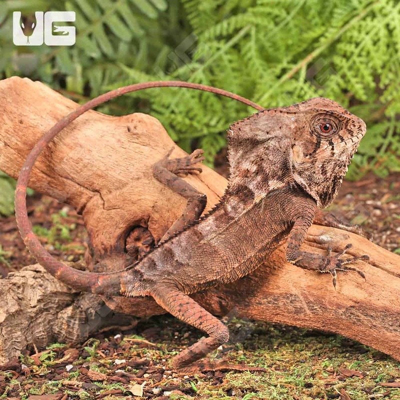 Smooth Helmeted Iguana For Sale
