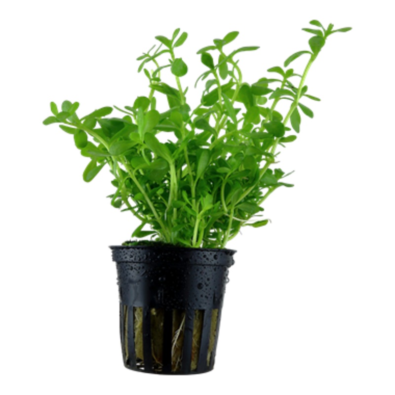 Tropica Bacopa ‘Compact’