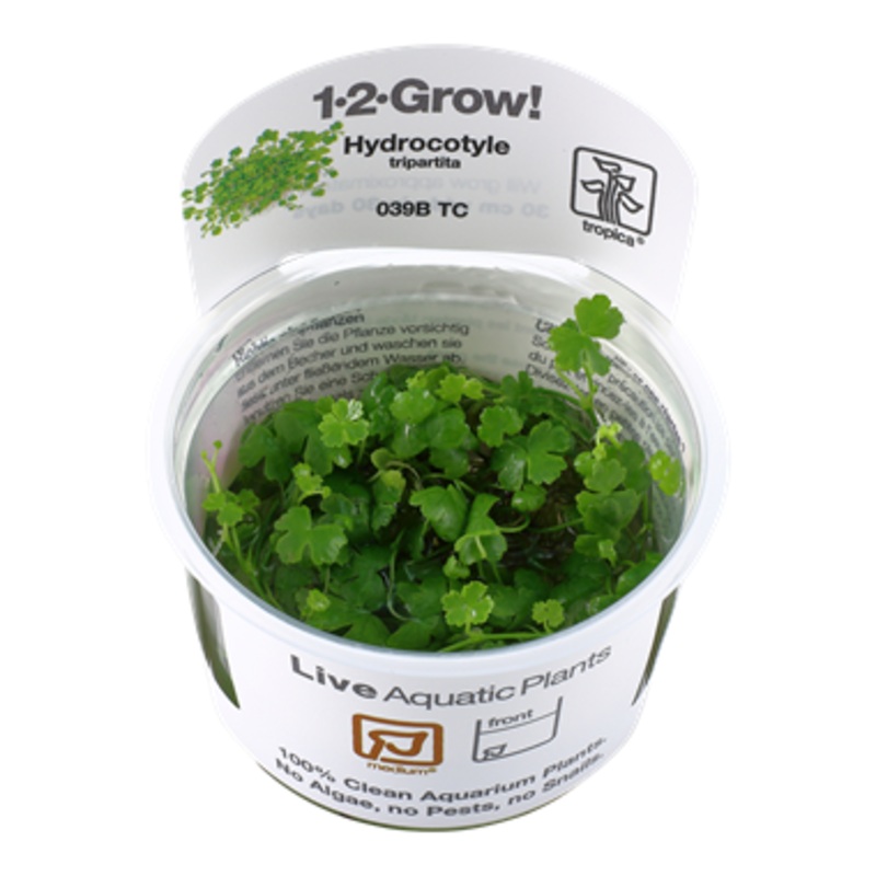 Tropica Hydrocotyle tripartita 1-2-Grow