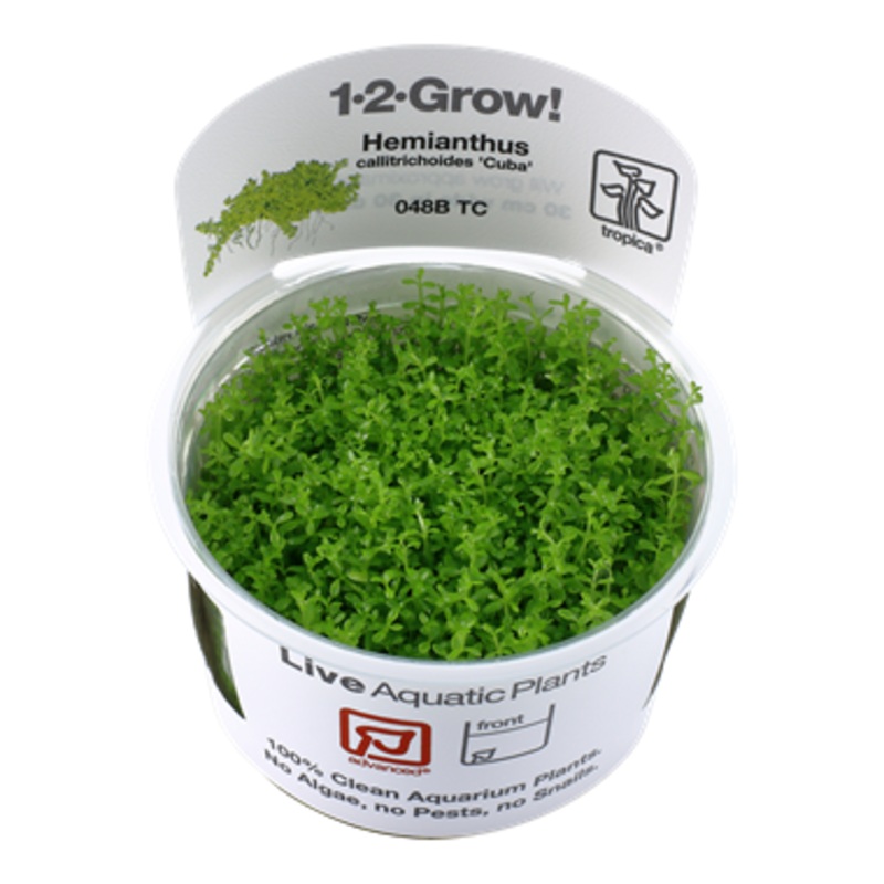 Tropica Micranthemum callitrichoides Cuba 1-2-Grow