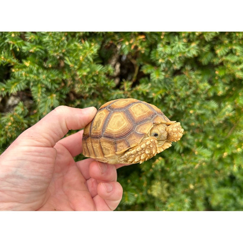 4-5 Sulcata Tortoise (1)