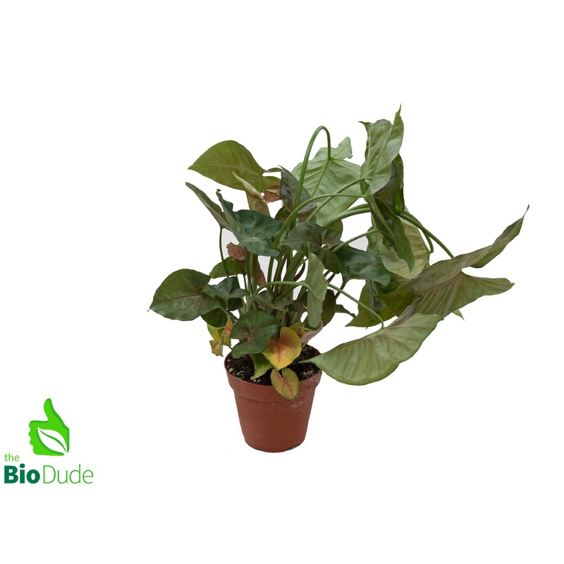 4″ Pot Arrowhead Merry Maria