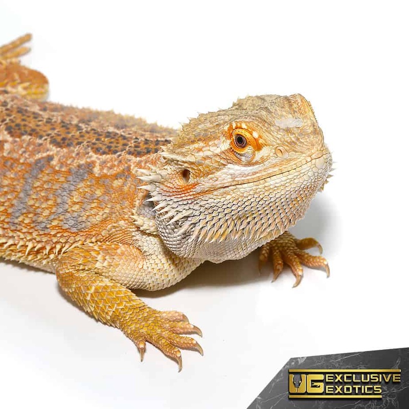 Adult Female Hypo Inferno Blue Bar Bearded Dragon (Pogona vitticeps) For Sale