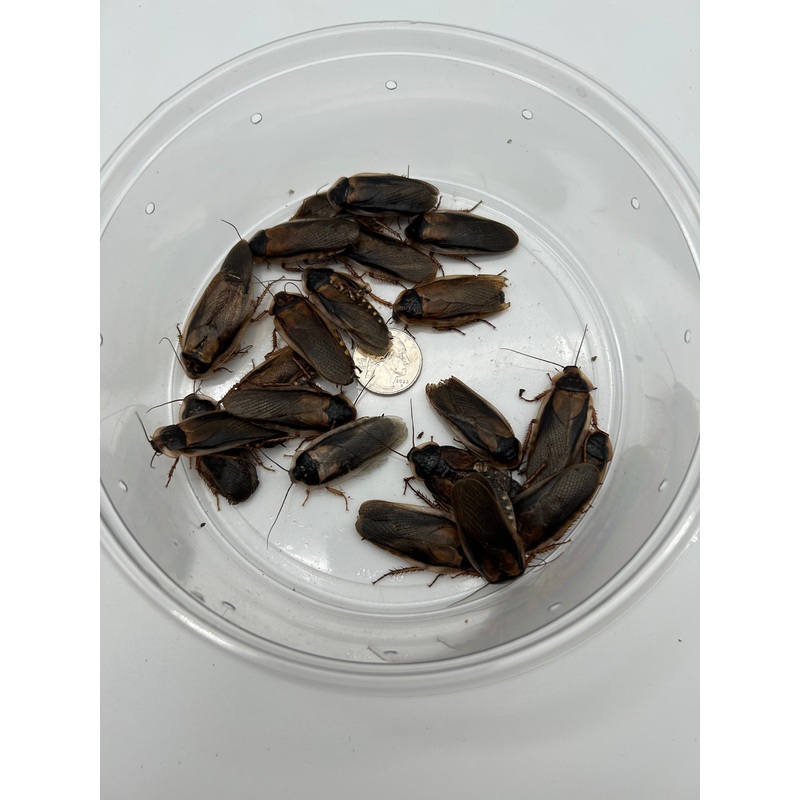Adult Male Dubia Roach
