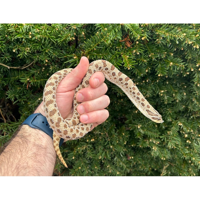 Adult Western Hognose Snake (Female)