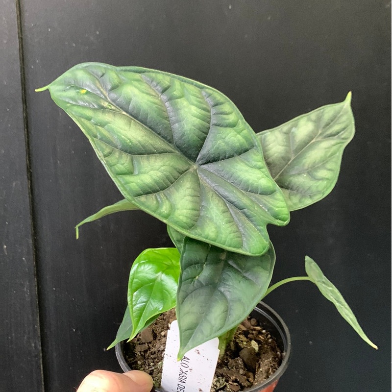 Alocasia Dewey’s Reversa 4″ Pot