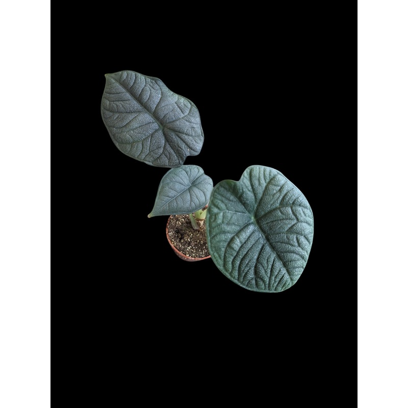 Alocasia Melo 4″ Pot