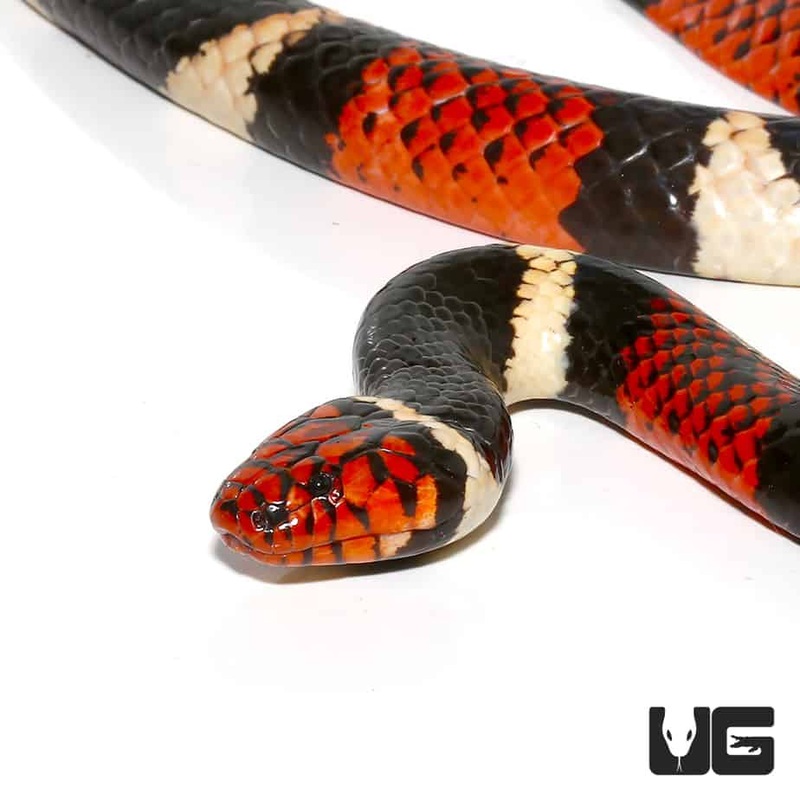 Aquatic Coral Snake