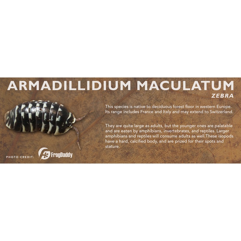 Armadillidium maculatum – Isopod Label Standard Size 7″ x 2.5″ Zebra