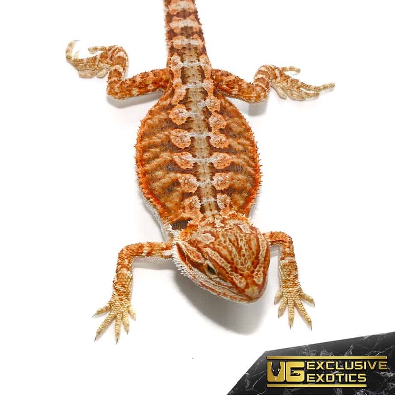 Baby Lava Flame Bearded Dragon For Sale