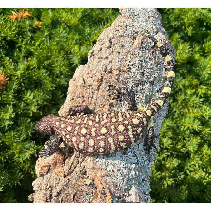 Baby Rio-Fuerte Beaded Lizard (6)