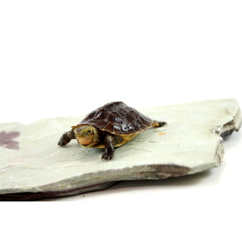 Chinese Box Turtle