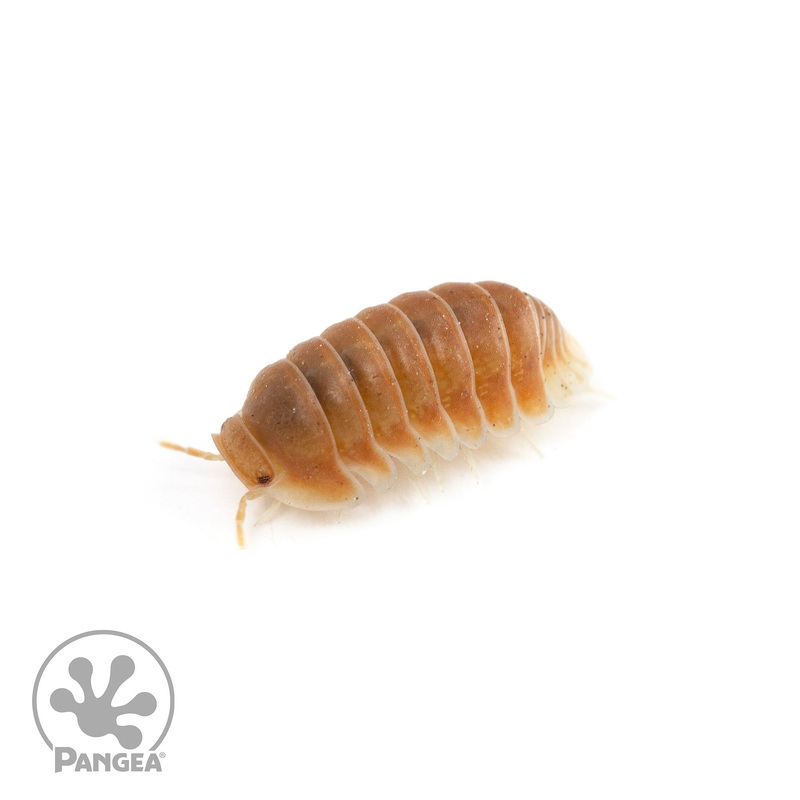 Cubaris sp. Citrus Isopods 5 Count