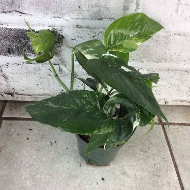 Epipremnum pinnatum Albo Variegated (Pothos) Small