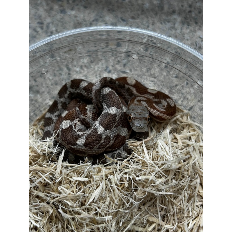 Male Het Lucy Texas Rat Snake