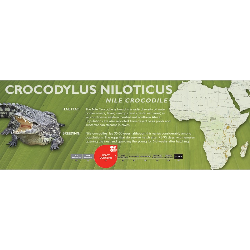 Nile Crocodile (Crocodylus niloticus) – Classic Vivarium Label