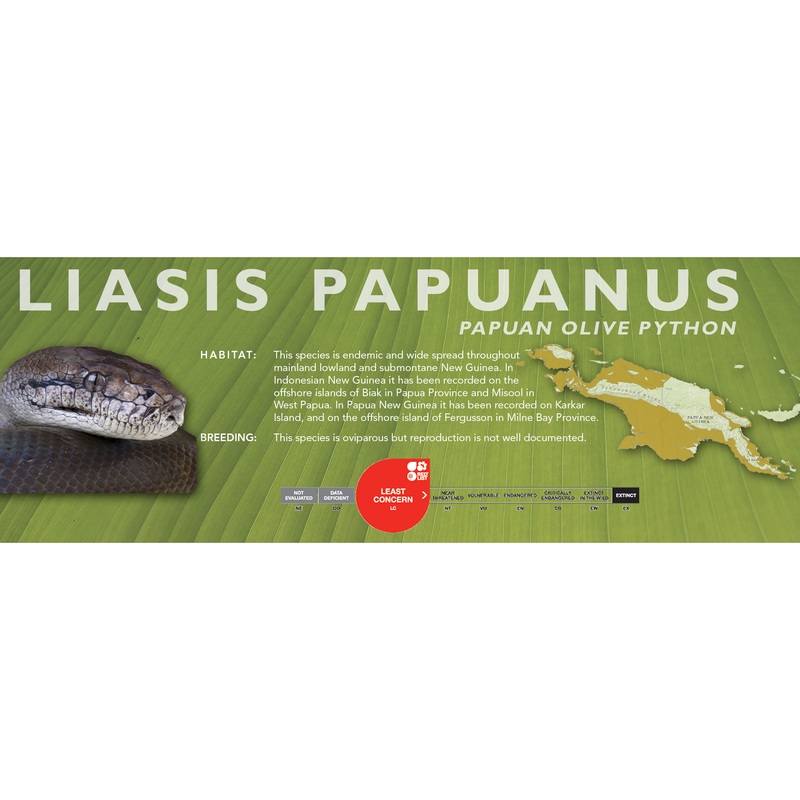 Papuan Olive Python (Liasis papuanus – Apodora papuana) Classic Vivarium Label Liasis