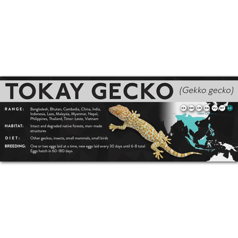 Tokay Gecko (Gekko gecko) – X Label Laminated Paper